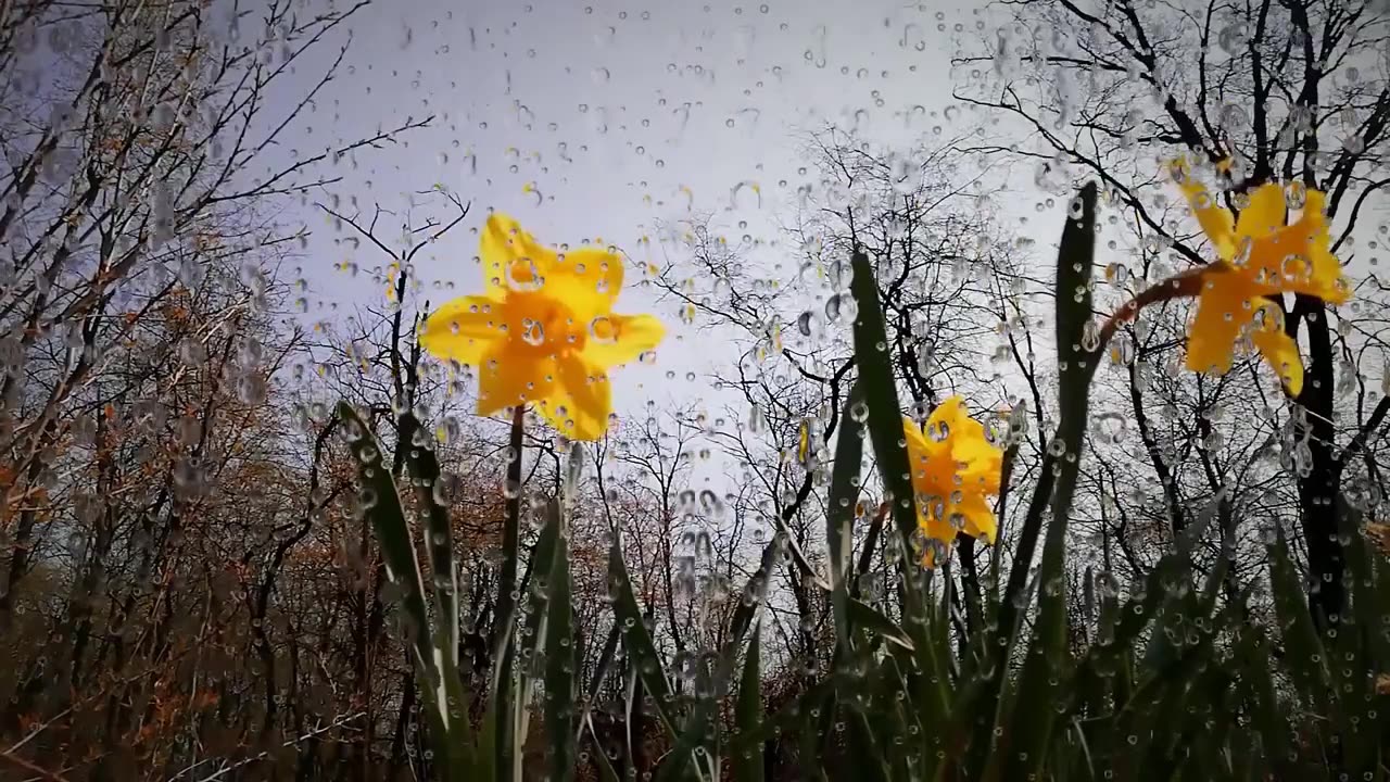 Thunder & Rains sounds