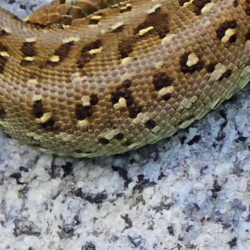Beautiful lizard in close-up / Beautiful reptile in nature.