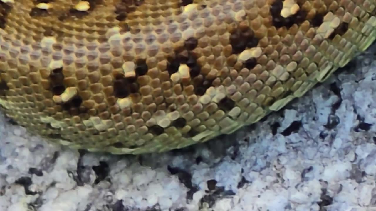 Beautiful lizard in close-up / Beautiful reptile in nature.