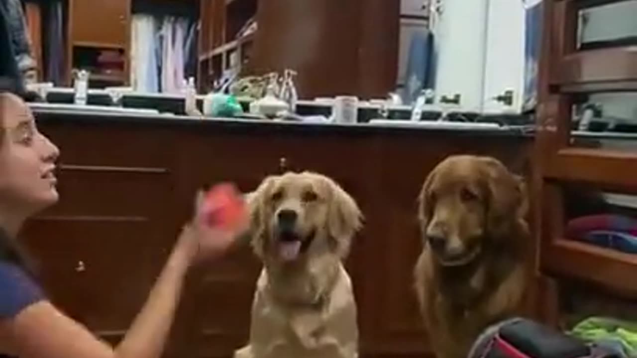 Dogs and ball