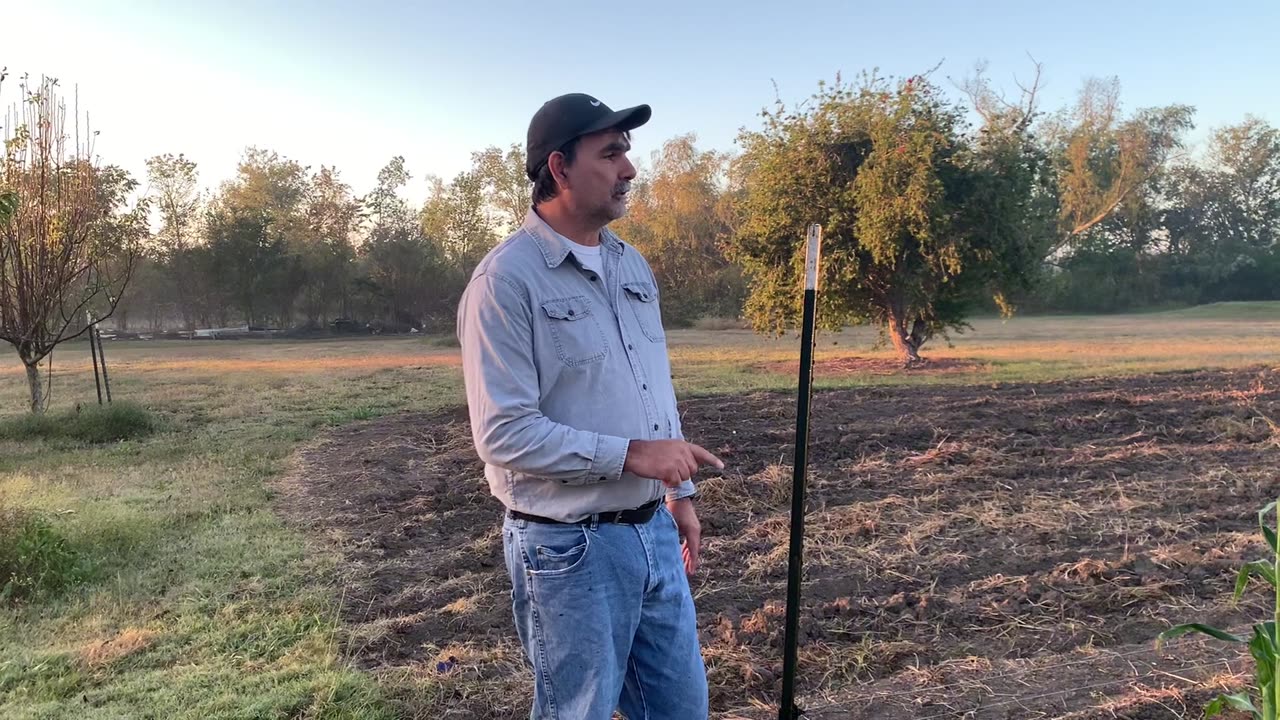 Saving Corn from wind and nuisance animals