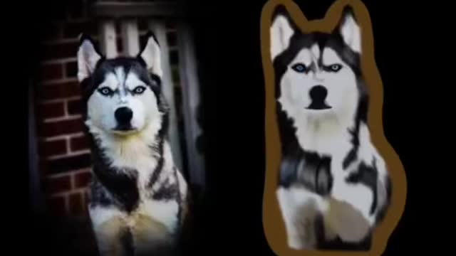 Custom pet sickers