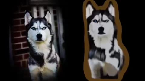 Custom pet sickers