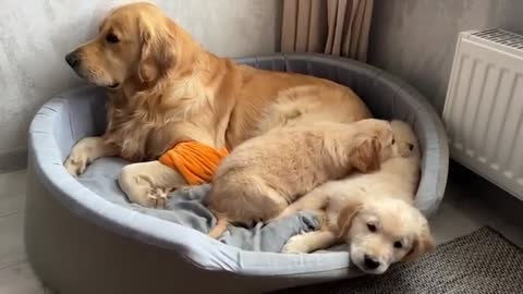 Golden Retriever Dad Guards His Sleeping Puppies
