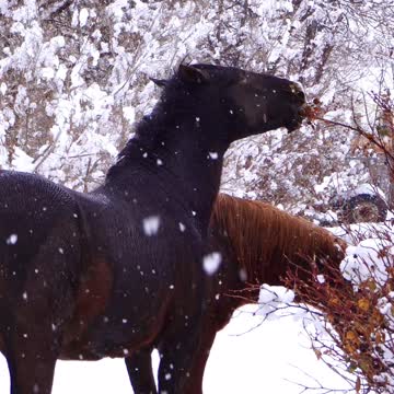Wild Horses in the Snow Hanging Out in my Front Yard