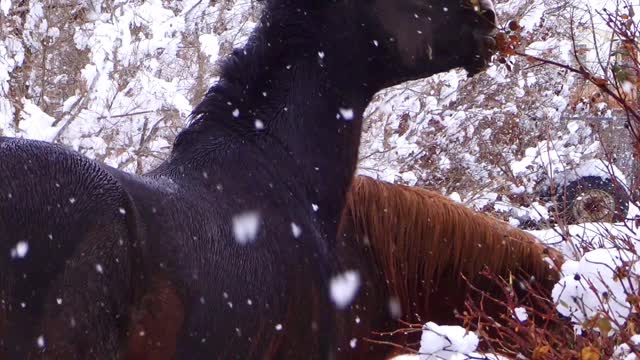 Wild Horses in the Snow Hanging Out in my Front Yard