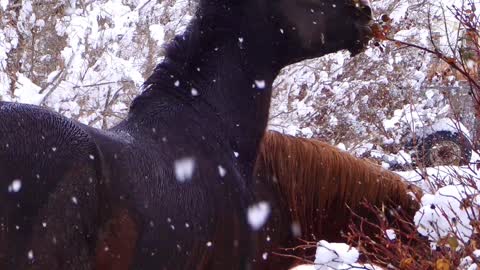 Wild Horses in the Snow Hanging Out in my Front Yard