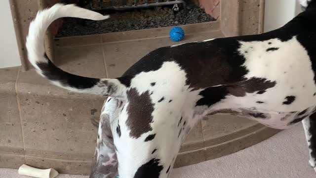 Great Dane Lets One Loose