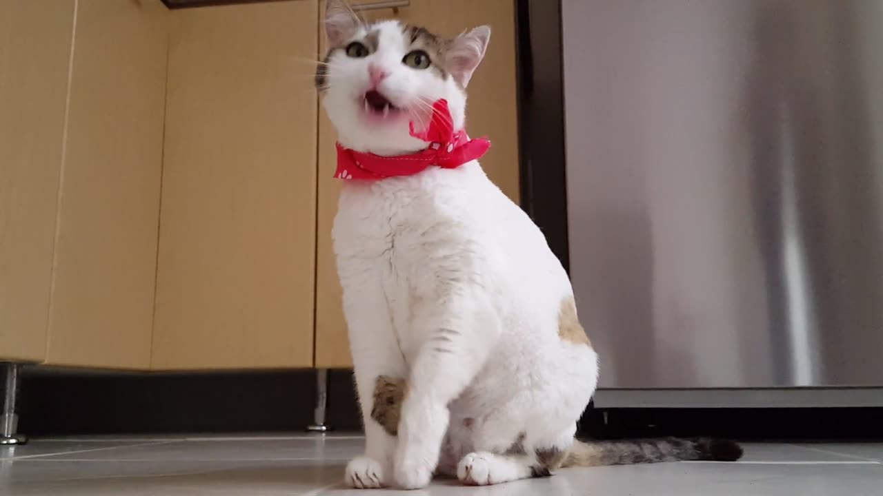 cat funny video