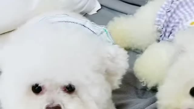 Amazing dog baby cute video