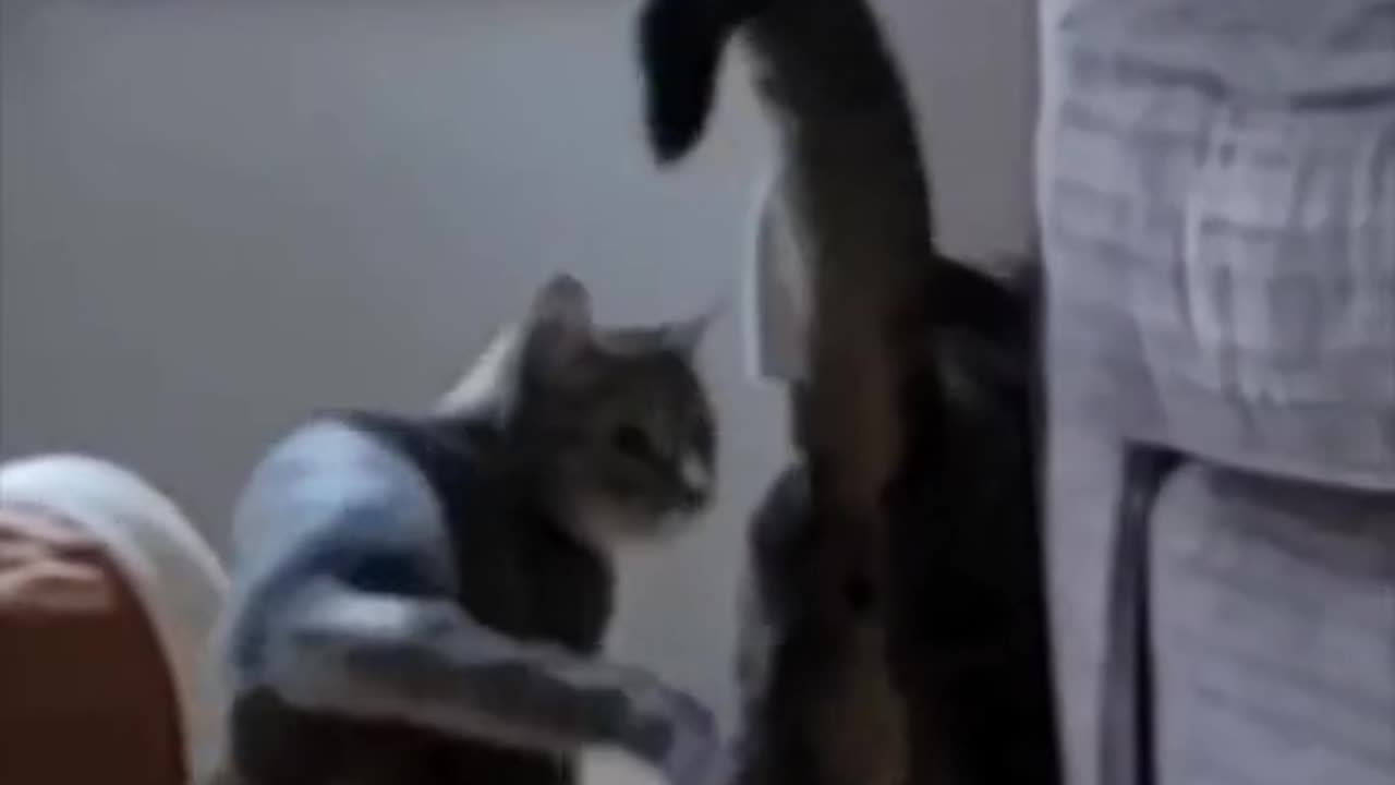 Funny animal# funny video# cute animals