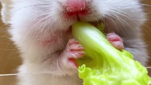 Cute mouse