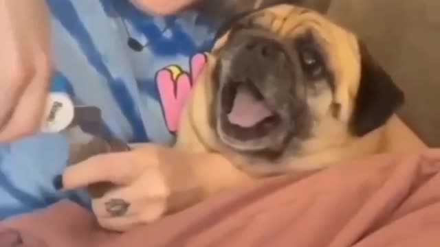 Cutting nail Funny dog barking video