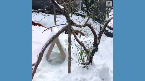 Animals play in snow