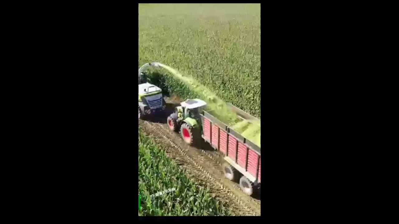 Amazing Millet Cutting Technology😎