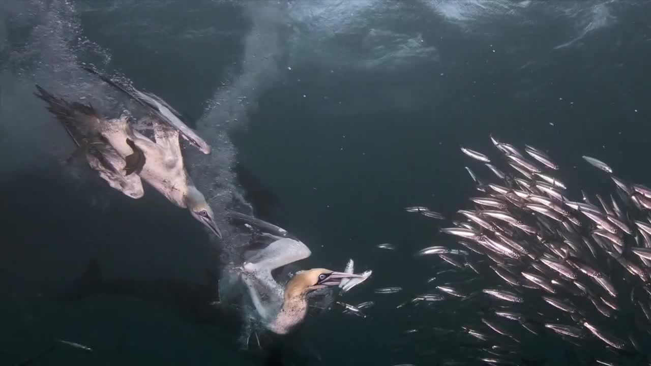 Sardine Run Expedition - BigAnimals Global Expeditions