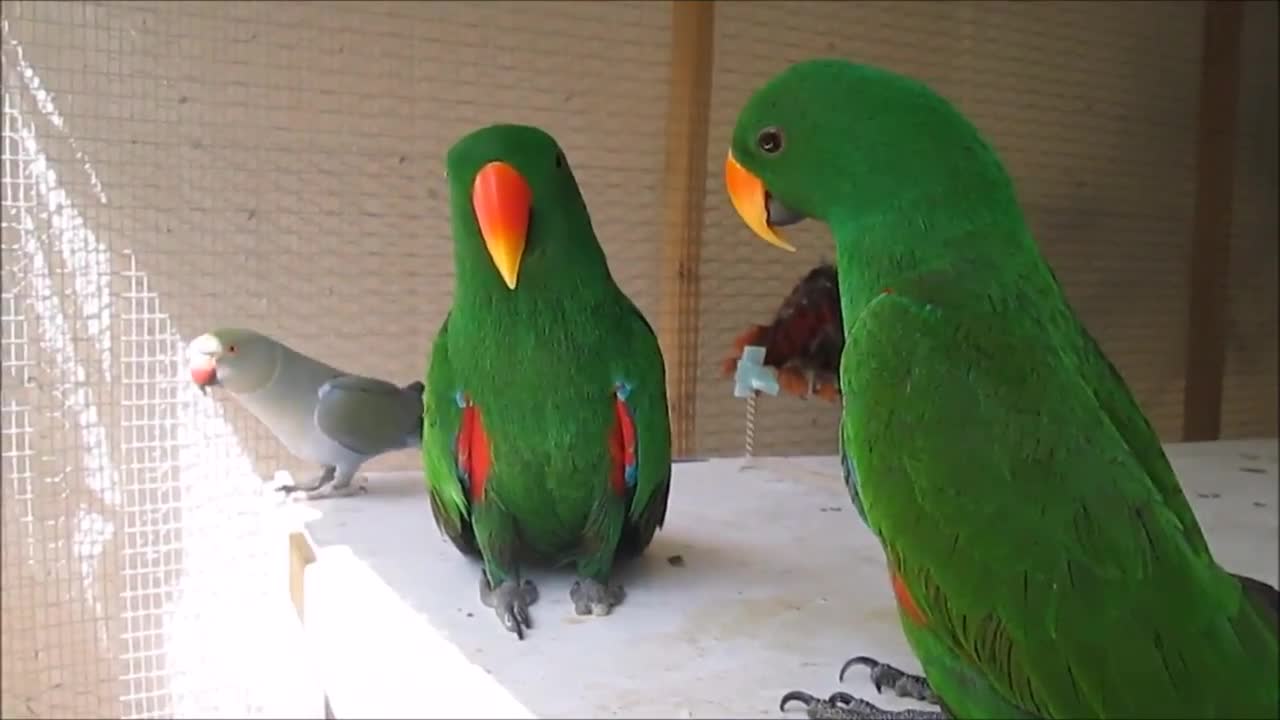 Funny Parrot talking and singing!