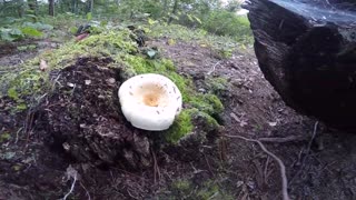 Mushroom