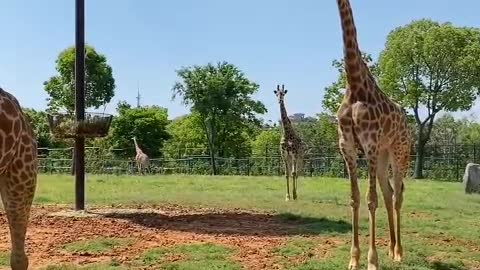 The life of a giraffe is very pleasant
