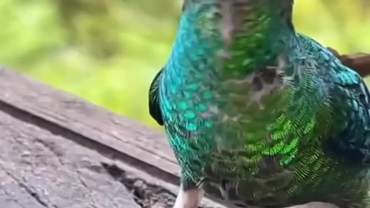 Funny animal birdsvideo#cutedogs&cats