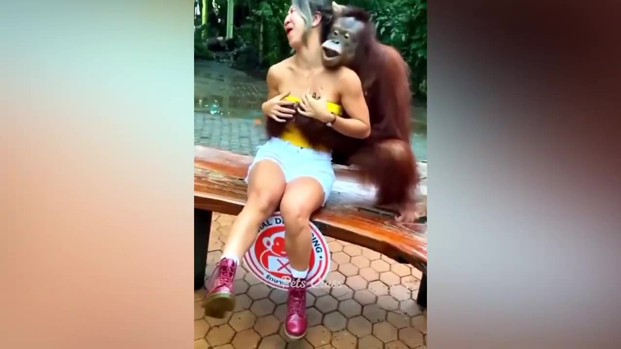 Funny Animals Video