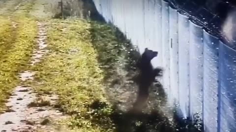 A bear tried to climb from Lithuania to Belarus.