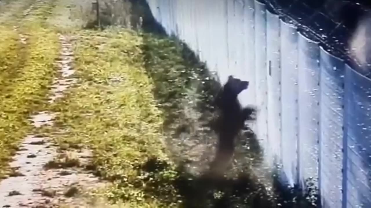 A bear tried to climb from Lithuania to Belarus.