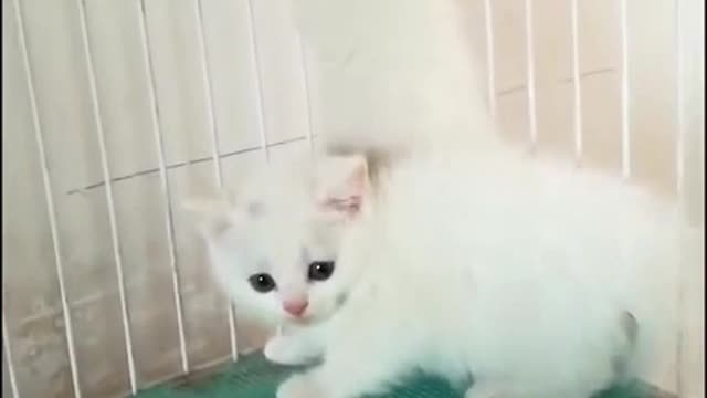 The kitten's eyes are round and round like small balls