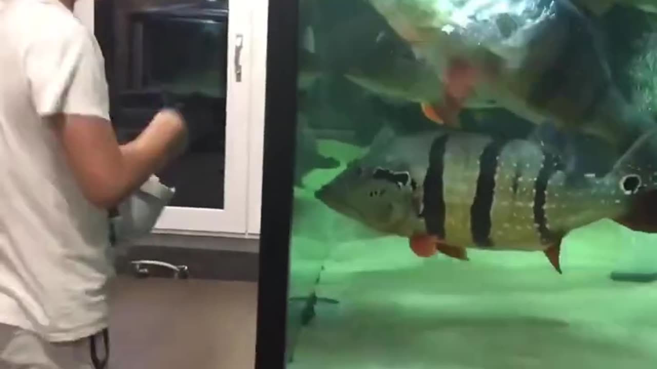 These GIANT FISH will make you FLINCH! #fishing #viral #crazy #pets