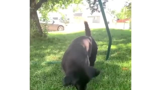 dog playing with butterfly