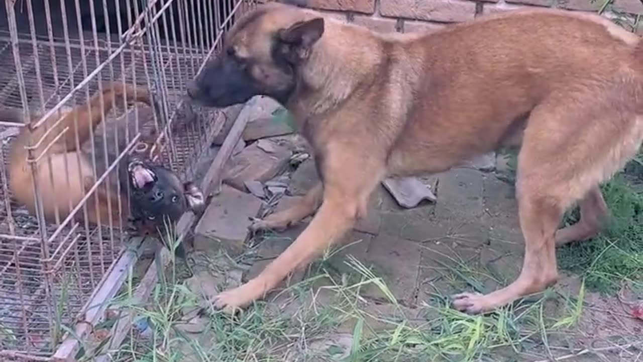 Great save dog #dog #rumble #video #viral #trending