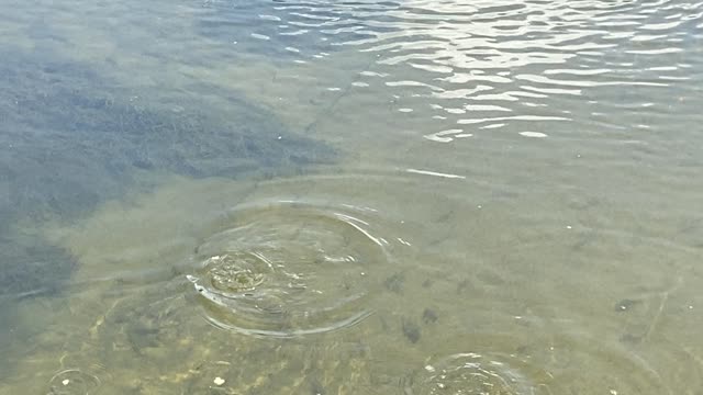 Humber River James Gardens minnows gang