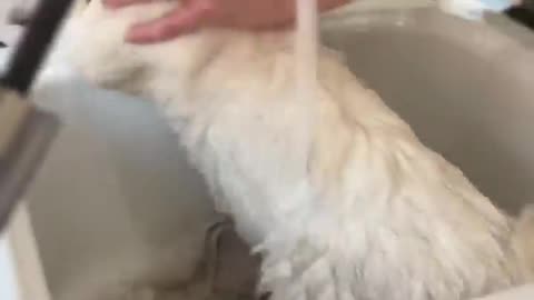 Our cat first bath