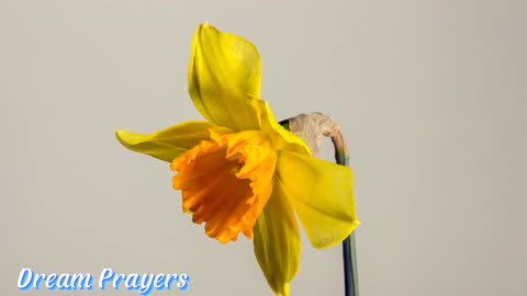 Mundo Tenebroso, Se Unem Para Destruir...