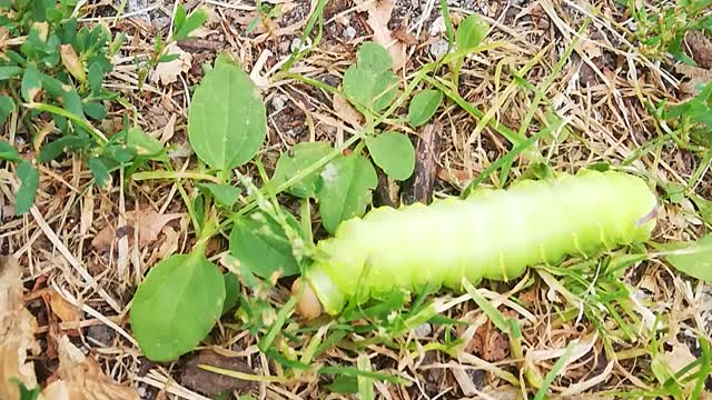 A HUGE caterpillar