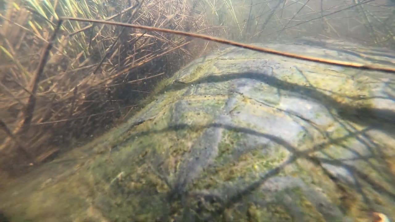 Snapping Turtle