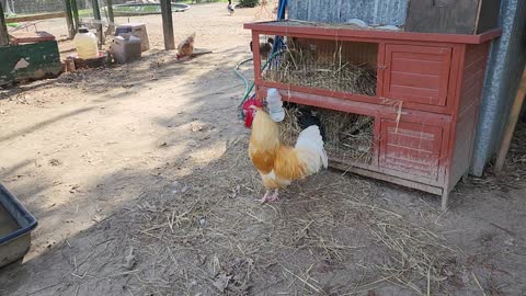 Poupon, our rooster, strutting his stuff