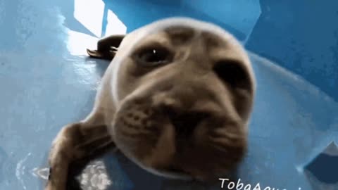 Seal Montage 2 (ft. baby seal Niko) New!