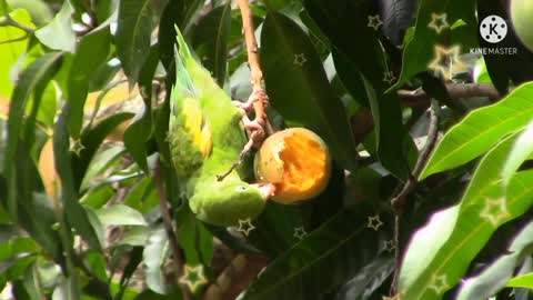 The bird sits on a tree and eats fruit.