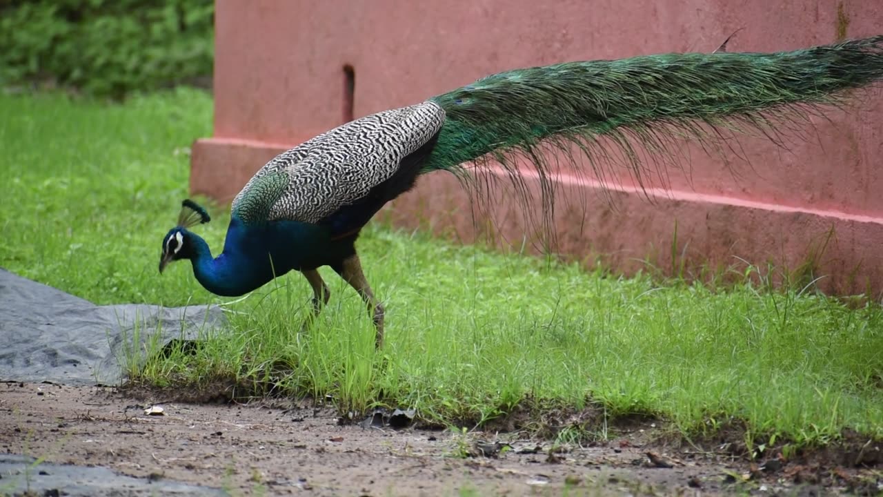 The peacock