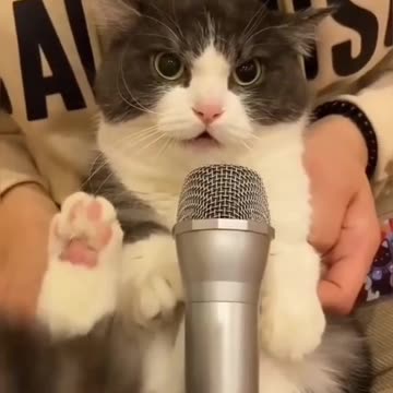 Fanny cat videos | kitty cat video | Cute cat videos | Pet Animal video |