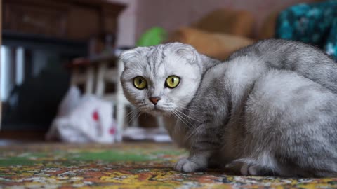 A Cat On The Floor Looking Curiously At The Camera