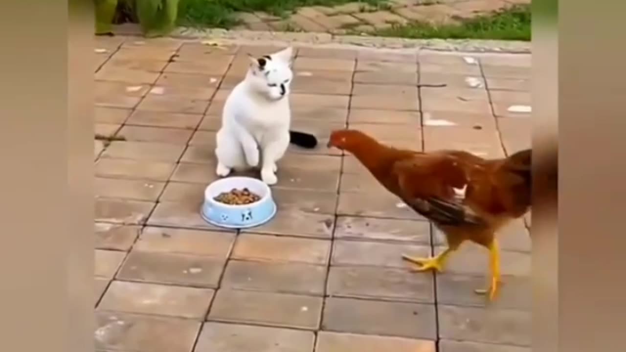 Cat vs hen fite funny shots 😾😻