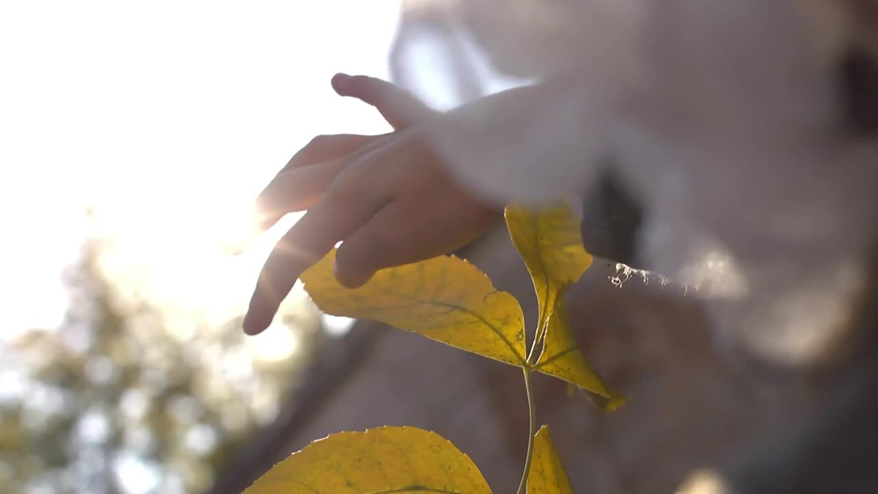 Person touching yellow leaves