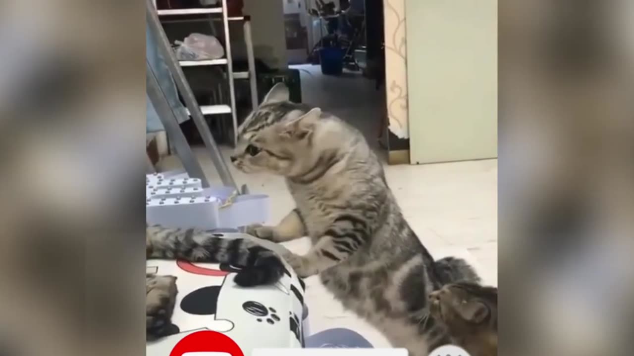 Funny animal video