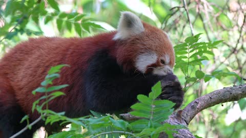 The most beautiful kind of red panda