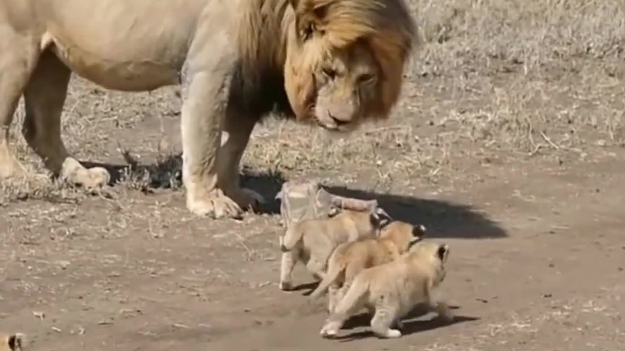 Cute_lion_cubs_meet_dad_#sho rts_-_cute_baby_lion_#shorts