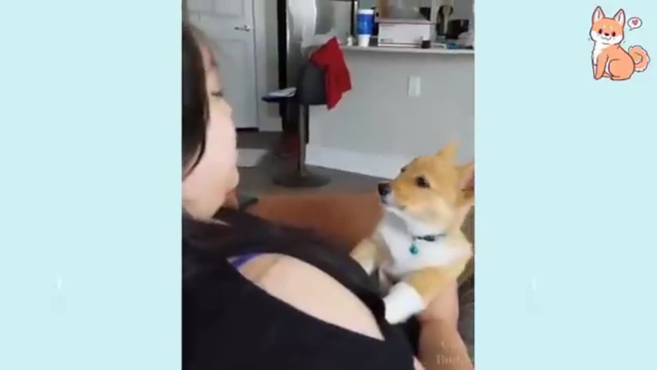 YOU WILL LAUGH AT THIS DOG VIDEOS