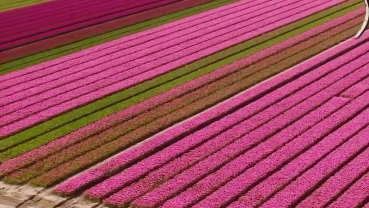 Kitesurfing Along Endless Tulips Fields In The NeNetherlands 😎👍