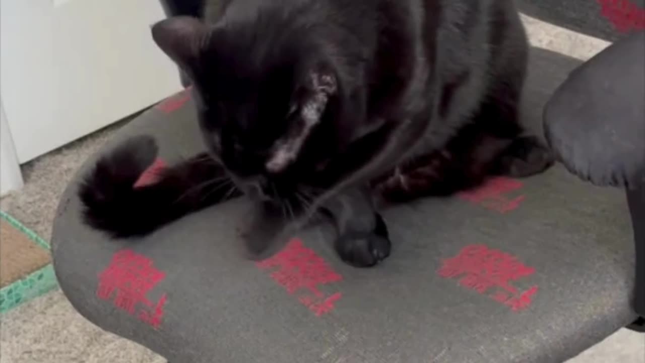 Cute Precious Piper Cleans Herself During Breaks - Adopting a Cat from a Shelter Vlog #shorts